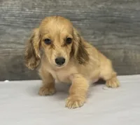 Wells-lh (daple/creme, a male Miniature Dachshund for sale in Aiken, SC – 3 of 3