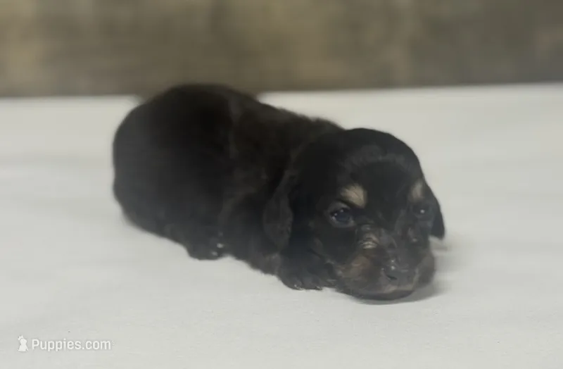 Dom-lh (daple/creme – Miniature Dachshund puppy for sale in Aiken, SC