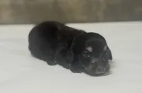 Dom-lh (daple/creme, a male Miniature Dachshund for sale in Aiken, SC – 1 of 2