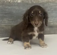 Debo-lh (daple/creme/deluite/pie, a male Miniature Dachshund for sale in Aiken, SC – Photo 1 of 2