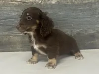 Debo-lh (daple/creme/deluite/pie, a male Miniature Dachshund for sale in Aiken, SC – Photo 2 of 2