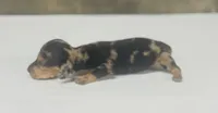Boss (dapple/creme/lh, a male Miniature Dachshund for sale in Aiken, SC – 3 of 3