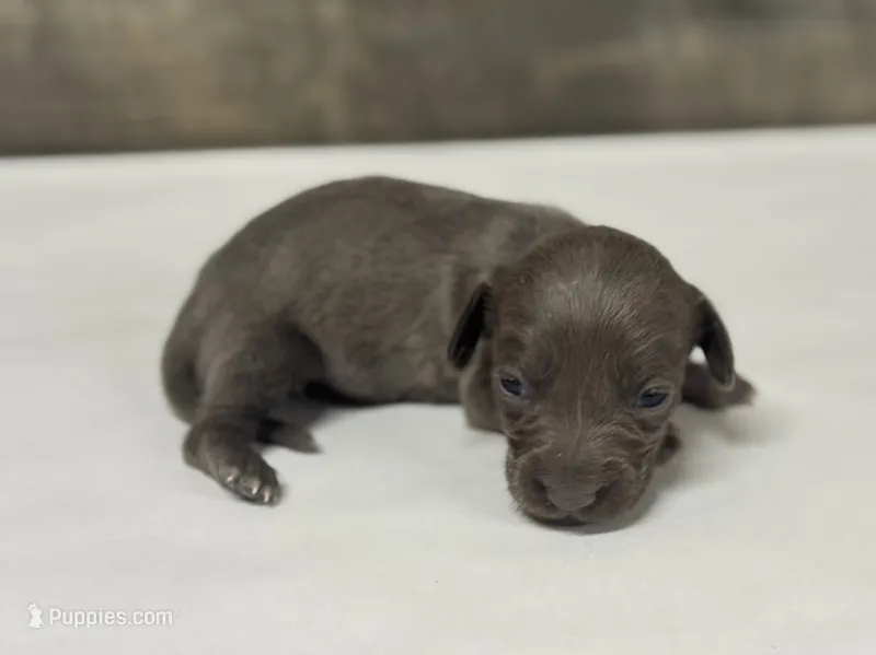 Tank (daple/crme/lh – Miniature Dachshund puppy for sale in Aiken, SC