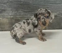 Gomez (daple/creme/deluite/pie/lh, a female Miniature Dachshund for sale in Aiken, SC – 2 of 2