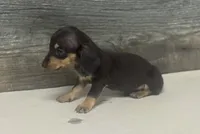 Jack (crème/dapple/pie/lh, a male Miniature Dachshund for sale in Aiken, SC – 2 of 2