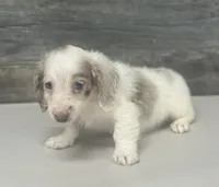 Chex-lh (daple/creme/deluite, a male Miniature Dachshund for sale in Aiken, SC – Photo 3 of 3