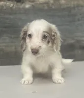 Chex-lh (daple/creme/deluite, a male Miniature Dachshund for sale in Aiken, SC – Photo 1 of 3