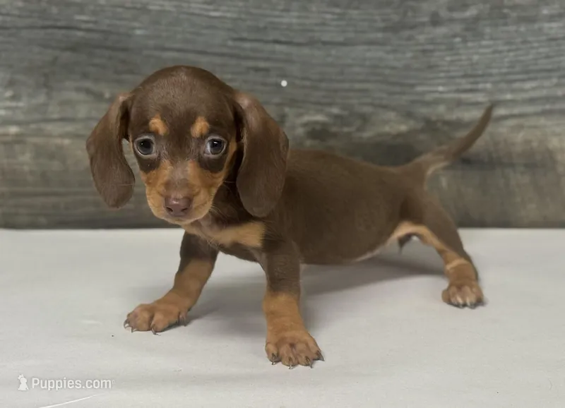 Coco (daple/deluite/pie/crme/lh