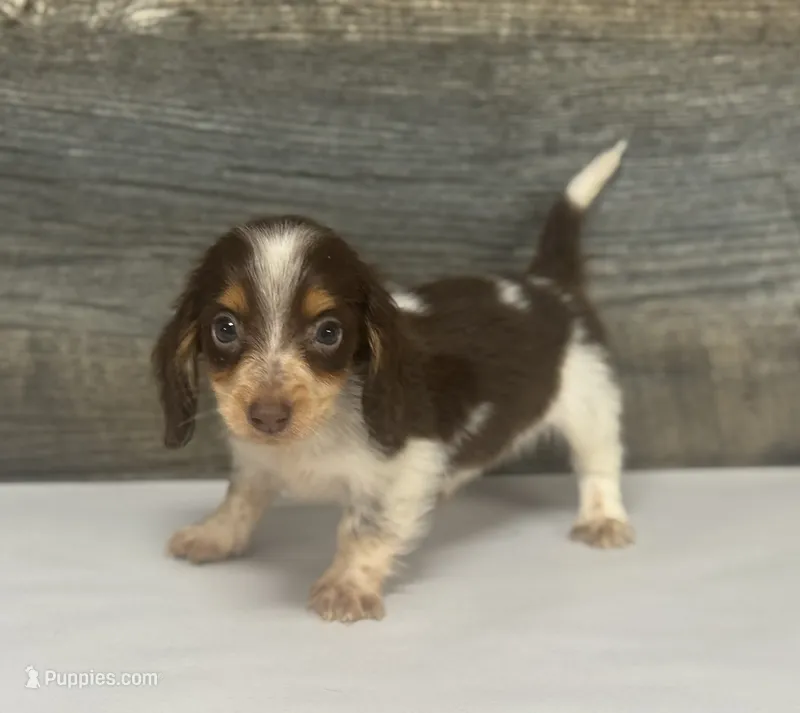 Rolo-lh  – Miniature Dachshund puppy for sale in Aiken, SC