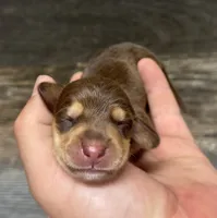 Max (daple/deluite/creme/pie/LH ( poss lh), a male Miniature Dachshund for sale in Aiken, SC – 1 of 2