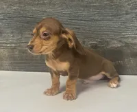 Max (daple/creme/deluite/pie/lh -russain dad, a male Miniature Dachshund for sale in Aiken, SC – 2 of 2