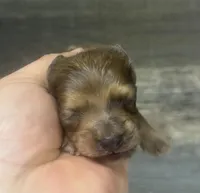 Wells-lh (crème/brindle, a male Miniature Dachshund for sale in Aiken, SC – Photo 1 of 2