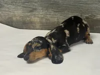 Champ (daple/creme, a male Miniature Dachshund for sale in Aiken, SC – 3 of 3