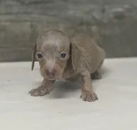 Ginger (daple/creme/lh, a female Miniature Dachshund for sale in Aiken, SC – Photo 2 of 3