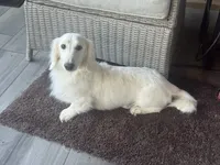 Halibut , a male Miniature Dachshund for sale in Aiken, SC – 1 of 2