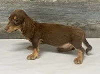 Max-lh (crème/daple/deluite, a male Miniature Dachshund for sale in Aiken, SC – 2 of 3