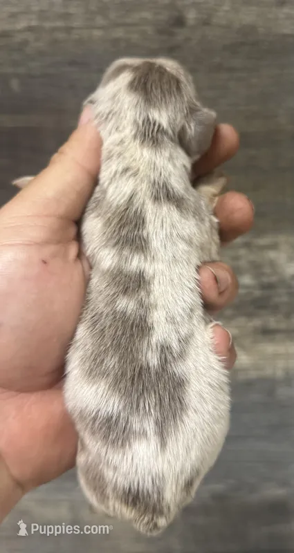 Whiskey (Deluite/creme/longhaired – Miniature Dachshund puppy for sale in Aiken, SC