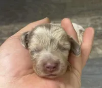 Whiskey-lh (Deluite/creme/longhaired, a male Miniature Dachshund for sale in Aiken, SC – Photo 2 of 2