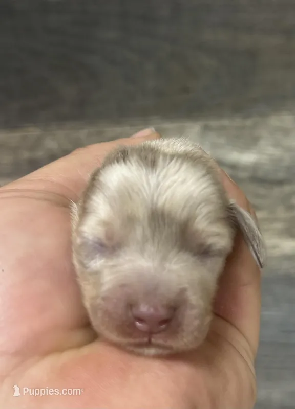 Whiskey (Deluite/creme/longhaired – Miniature Dachshund puppy for sale in Aiken, SC