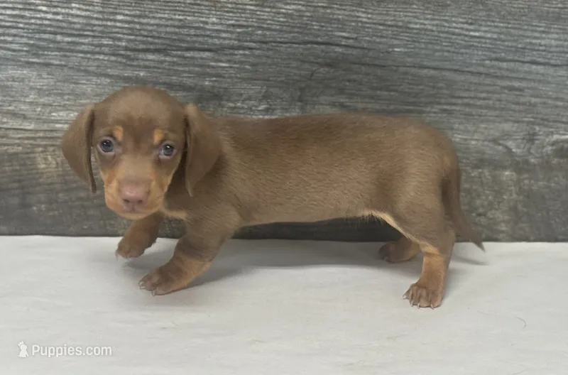 Dolly (daple/deluite/lh – Miniature Dachshund puppy for sale in Aiken, SC