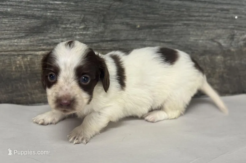 Champ-lh (Deluite/daple/creme