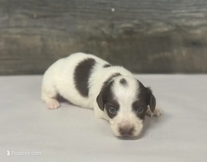 Champ-lh (Deluite/daple/creme, a male Miniature Dachshund for sale in Aiken, SC – Photo 1 of 2