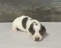 Champ-lh (Deluite/daple/creme, a male Miniature Dachshund for sale in Aiken, SC – Photo 1 of 2