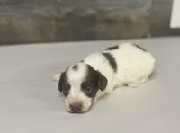 Champ-lh (Deluite/daple/creme, a male Miniature Dachshund for sale in Aiken, SC – Photo 2 of 2