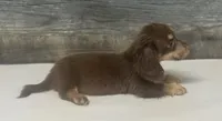 Maximus-lh (crème/daple/pie, a male Miniature Dachshund for sale in Aiken, SC – 3 of 3