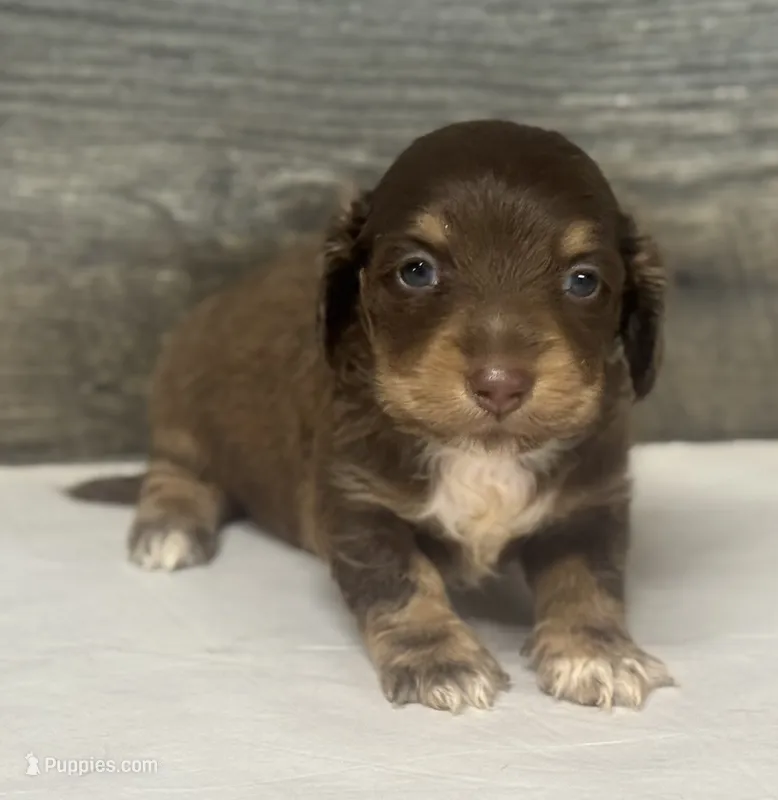 Hank-lh (daple/creme/pie – Miniature Dachshund puppy for sale in Aiken, SC