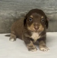 Hank-lh (daple/creme/pie, a male Miniature Dachshund for sale in Aiken, SC – 1 of 2