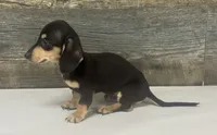 Milo (daple/lh/creme, a male Miniature Dachshund for sale in Aiken, SC – 2 of 4