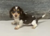 Rolo-lh (pet home only, a male Miniature Dachshund for sale in Aiken, SC – 2 of 2
