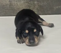 Champ (daple/creme/lh (all creme pt litter, a male Miniature Dachshund for sale in Aiken, SC – 1 of 3