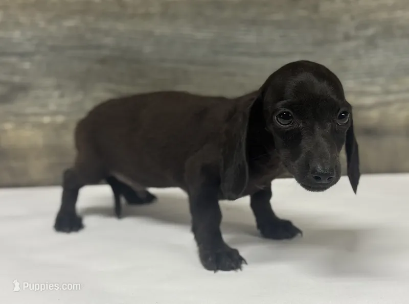 Jack (pie/lh/creme – Miniature Dachshund puppy for sale in Aiken, SC