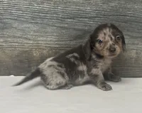 Snicker-lh (daple/deluite/creme, a male Miniature Dachshund for sale in Aiken, SC – 2 of 2