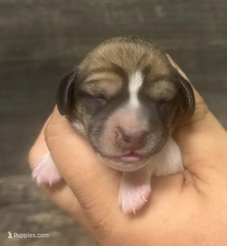 Waffle-(poss lh) (crème/chcolate/pie/lh-russian dad – Miniature Dachshund puppy for sale in Aiken, SC