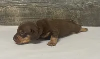Chec (crème/lh/daple, a male Miniature Dachshund for sale in Aiken, SC – 2 of 2