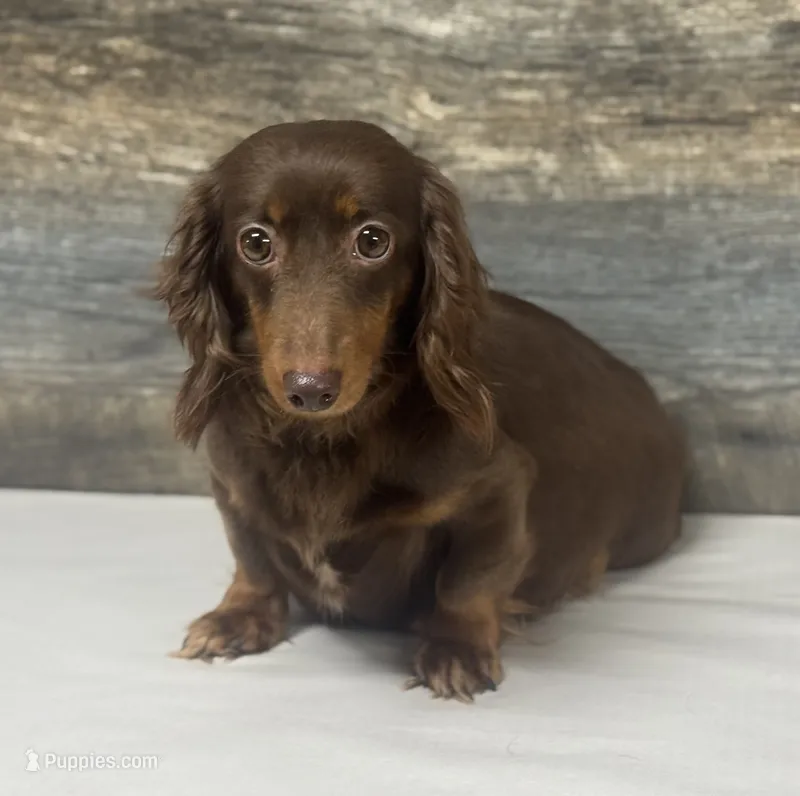 Coco-lh. (Crème/daple – Miniature Dachshund puppy for sale in Aiken, SC