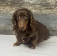 Coco-lh. (Crème/daple, a female Miniature Dachshund for sale in Aiken, SC – 1 of 2
