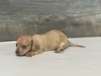 Link (daple/lh/creme/deluite, a male Miniature Dachshund for sale in Aiken, SC – Photo 3 of 3