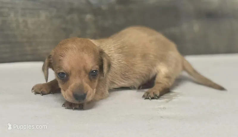 Link (daple/lh/creme/deluite – Miniature Dachshund puppy for sale in Aiken, SC
