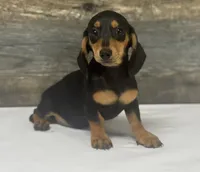 Ginger (daple/creme/lh, a female Miniature Dachshund for sale in Aiken, SC – 2 of 3
