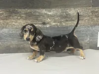 Levi. (Dapple & crème), a male Miniature Dachshund for sale in Aiken, SC – 4 of 4