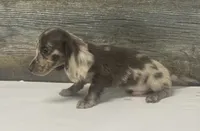 Gomes-lh, a male Miniature Dachshund for sale in Aiken, SC – 2 of 3