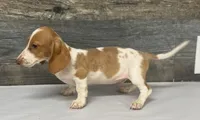 Dom (daple/deluite/creme/lh-russian dad, a male Miniature Dachshund for sale in Aiken, SC – 2 of 2