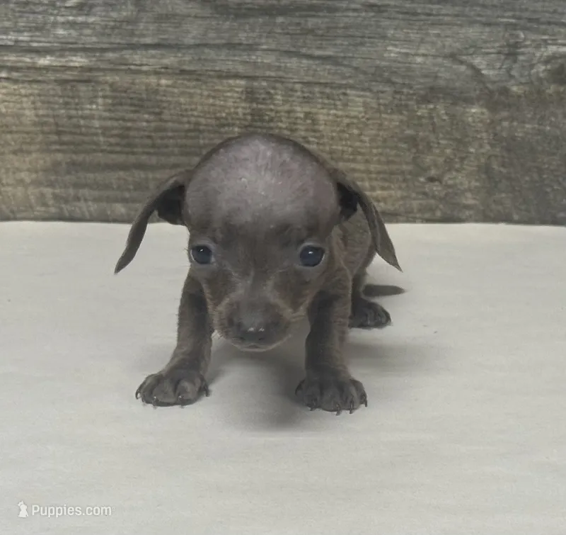 Tank (pet home – Miniature Dachshund puppy for sale in Aiken, SC