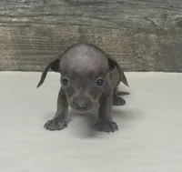 Tank (pet home, a male Miniature Dachshund for sale in Aiken, SC – 1 of 2