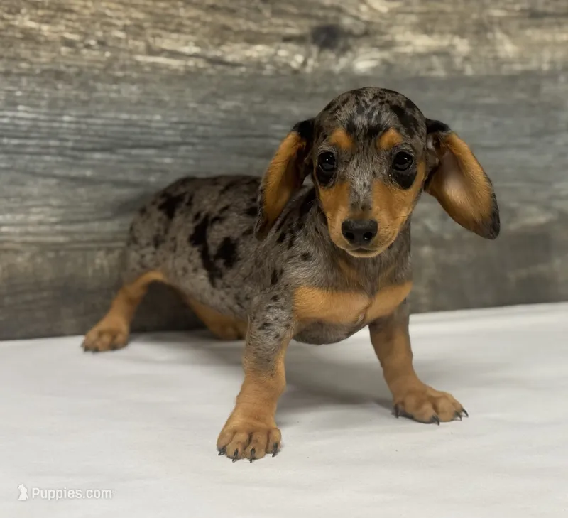 Baby (daple/creme/lh – Miniature Dachshund puppy for sale in Aiken, SC