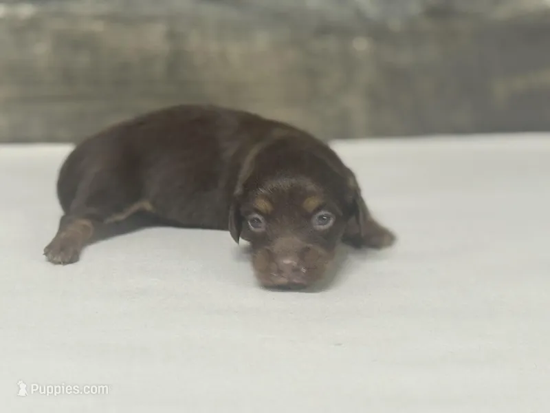 Lolly-lh (daple/creme – Miniature Dachshund puppy for sale in Aiken, SC